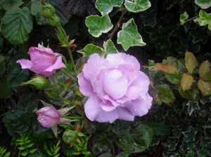 roses2010-0041.jpg